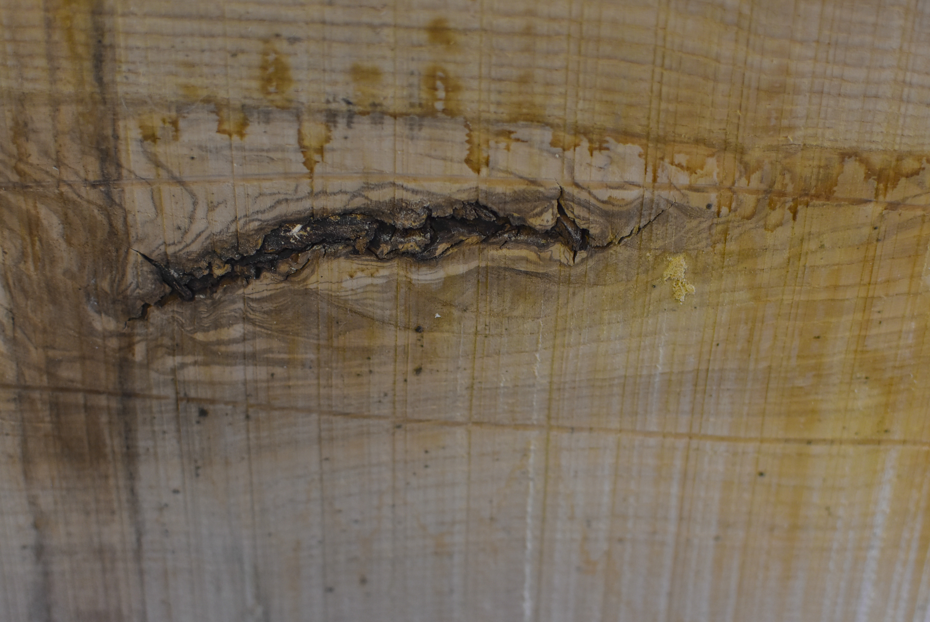 Photos de bois utilisés par Ujazi Didgeridoo : vue d'un morceau de frêne olivier